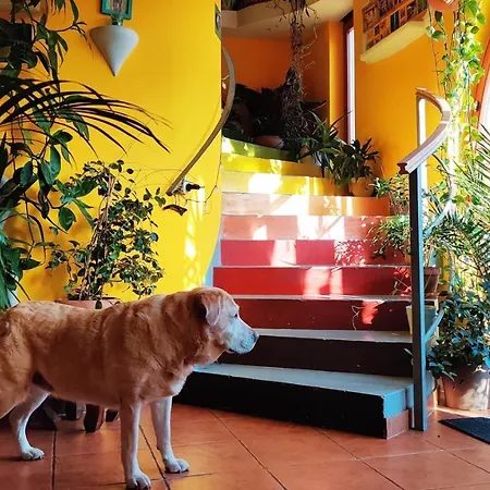 Shantee House بيت شباب *
