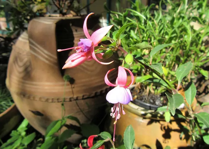 Shantee House ブダペスト