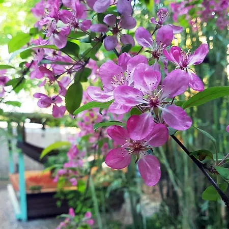 Hostel Shantee House Βουδαπέστη