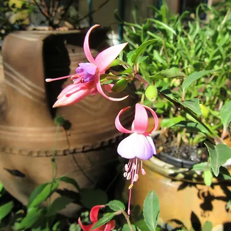 Shantee House Βουδαπέστη